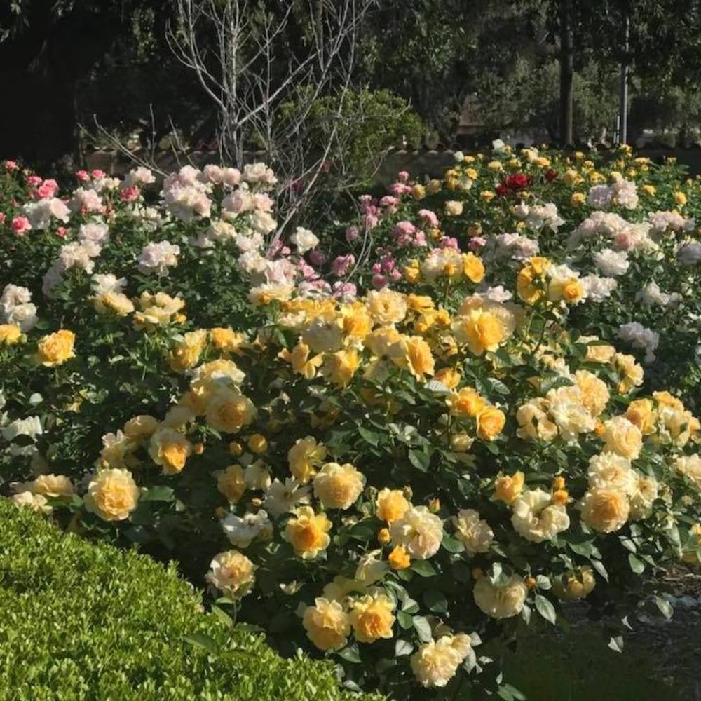 Meet your Posher, Rocio